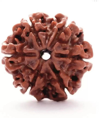 house of common Six Mukhi Rudraksha Certified/Original Rudraksh Natural 6 faced Rudraksha Brass