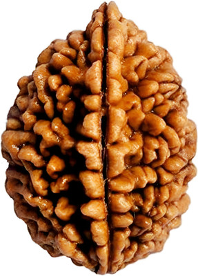 ARSUVI 2 Mukhi / 2 Faced Rudraksha Original & Natural Lab Certified AAAA+ Genuine Bead Wood