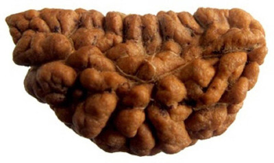 Devadidev Ek Mukhi Rudraksha 1 Mukhi Rudraksha Kaju Half Moon Shape Lab Certified Wood Pendant