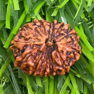 Beautum 12 Mukhi Indonesian Rudraksha With Metal Capping Wood Pendant