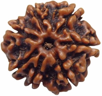 Kripalu store 7 Mukhi NEPALI RUDRAKSHA Wood Wood Pendant