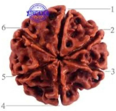Rudraksham 6 Mukhi Rudraksha ( Nepali ) Wood Pendant Set