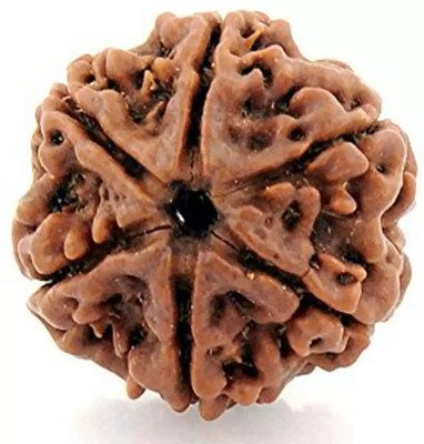 Fine Creation 6 Mukhi Rudraksha Original Nepali | Six Face Rudraksha Wood Pendant
