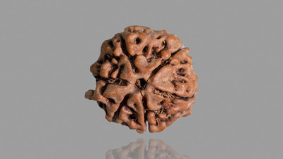 Fine Creation 6 Mukhi Rudraksha Original Nepali | Six Face Rudraksha Wood Pendant