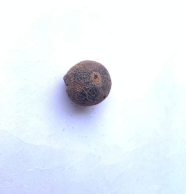 Rudraksham Rudraksha Nepali Scared Fruit (Set of 1) Wood Pendant Set