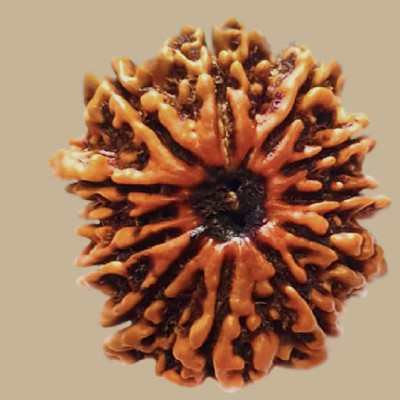 Ceylonmine01 Original 12 Mukhi Nepali Rudraksha Twelve Face Rudraksh Wood Pendant Wood