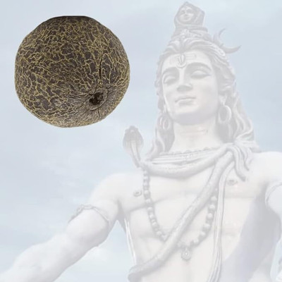 Rudraksham Rudraksham Rudraksha Sacred Fruit-Tear (Set of 5) With Brand Certification Wood Pendant