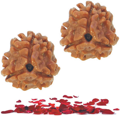 DIVINE SOUVENIRS 3 Mukhi / Three-Faced Nepali Rudraksha Beads Both for Men & Women Wood