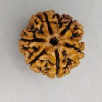 Rudraksham 6 Mukhi Rudraksha ( Nepali ) Wood Pendant Set