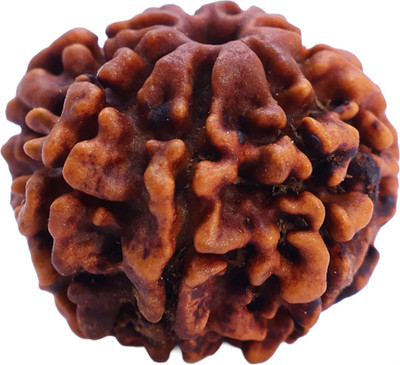 BHAGYA G Nepali 7 Mukhi Rudraksha with Certificate for Men Women-Improve Self Confidence Beads Wood