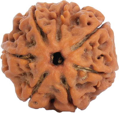 Astrotalk Nepal Origin 7 Mukhi Rudraksha with Silk Dori