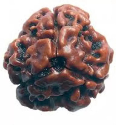 house of common 3Mukhi /Three Faced Rudraksh Original & Certified Rudraksha for Men and Women Wood Pendant