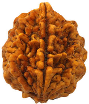 JangraBro 2 Mukhi Rudraksha HRC Lab Certified Wood Pendant