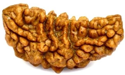 Gems Guru Ek Mukhi Rudraksha - Divine Unity Bead Wood