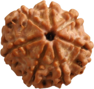 DIVINE SOUVENIRS 7 Mukhi Nepali Rudraksha Bead | Natural Seven Face Nepali Rudraksha | ACTIVATED Wood