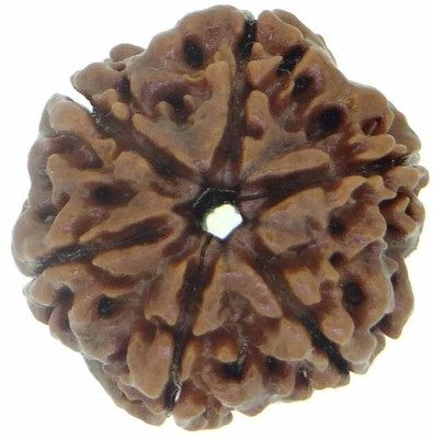 Beautum 6 Mukhi Rudraksha Six Face Rudraksha Nepali With Metal Capping Wood Pendant