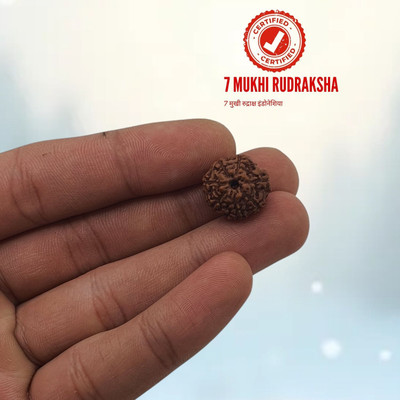 Haven gemsstone 7 Mukhi Rudraksha Original Natural Nepali A1 Beads Beads Wood Locket