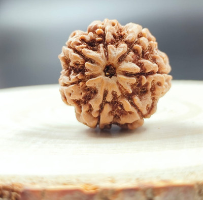 Shivtantra 7 Mukhi Rudraksha / 7 Face Rudraksha Silver Pendant With Lab Certificate 103 Wood Pendant