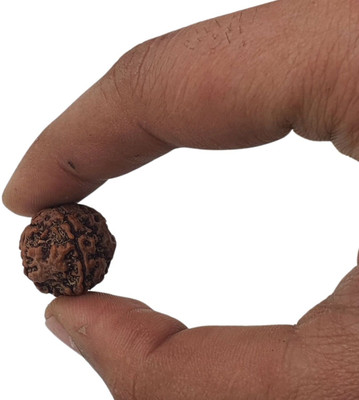 Baku Jewellery Natural Nepali 4 Mukhi Rudraksha Pendant (four Face Rudraksha ) With Lab Report Beads Wood Pendant