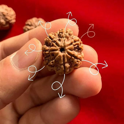 HAPPY CREATION 7 Mukhi Rudraksha Nepali Seven Face Rudraksha Metal Capped Wood Pendant
