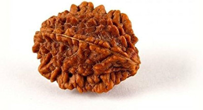 Beautum 2 MUKHI ORIGINAL RUDRAKSHA NEPALI ORIGINAL Wood Pendant