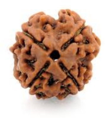 HAPPY CREATION 3 Mukhi rudraksha / 3 Face Rudraksha Nepali Beads Wood