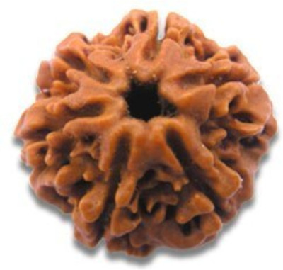 HAPPY CREATION 6 Mukhi Rudraksha Original Nepali | Six Face Rudraksha Wood Pendant