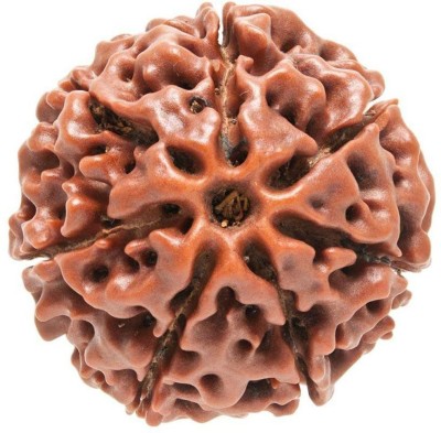 HAPPY CREATION 7 mukhi Rudraksha certified | Nepal Wood Pendant