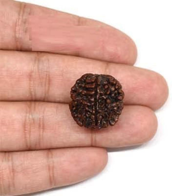 Ajesh Collections Natural lab certified Gol dana Ek mukhi rudraksha bead in silver locket. Wood Pendant