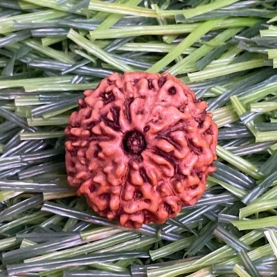 Beautum 9 MUKHI ORIGINAL INDONESIAN NATURAL RUDRAKSHA Wood Pendant