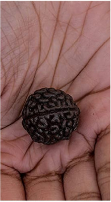 Ceylonmine01 One Mukkhi Rudraksha With Lab Certificate With Rudraksha Mala Beads Wood
