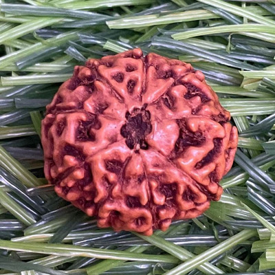 Beautum 9 MUKHI ORIGINAL RUDRAKSHA INDONESIA ORIGINAL MAN & WOMAN Wood Pendant