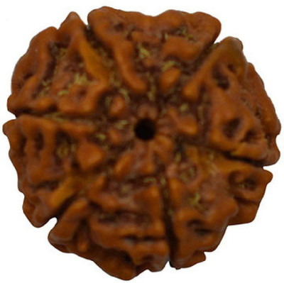 Jewelswonder 6 Mukhi Rudraksha Beads Original six Faces Rudraksha Astrological Purpose Beads Wood