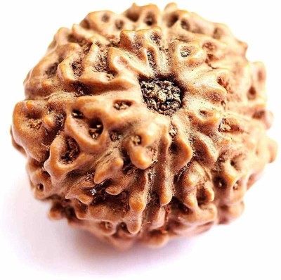 RADHEY 8 Mukhi Rudraksha HRC Lab Certified Wood Pendant