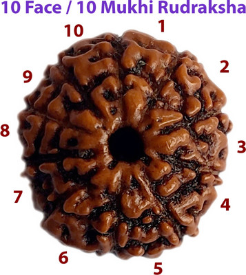 Chaitanya Xpot Certified Natural 10 Face / 10 Mukhi Rudraksha Bead Real Small Size Zava Bead Agate Metal Locket