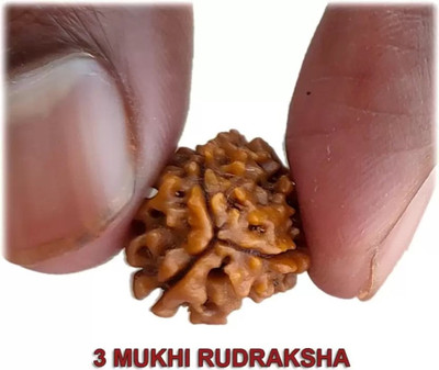 EliteTouch 3 Mukhi Rudraksha (Three Mukhi ) 3 Mukhi Rudraksha Original Three Face Rudraksha Wood Pendant