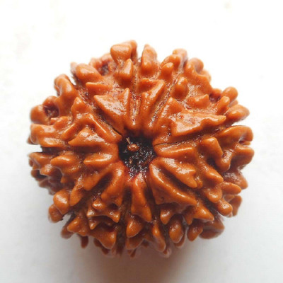 house of common Aura Gems Jewels Natural Certified Nine Mukhi Rudraksha Beads Beads Wood