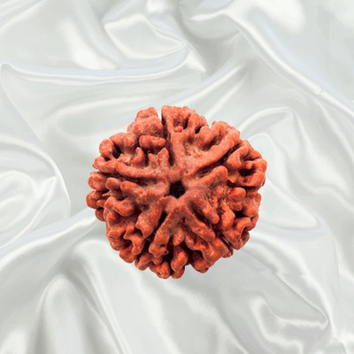 CRGO -XXVV™Nepali Five Faced / 5 Mukhi Rudraksha Bead--1-PIECE--54 Wood Locket
