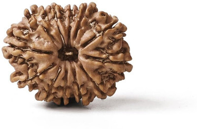 GEMSMANTRA 12 Mukhi Rudraksha Without Pendant Regular Nepali Natural & Lab Certified Wood