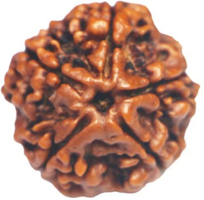 CRGO Original Nepali Five Faced / 5 Mukhi Rudraksha Bead--1-PIECE--31 Wood Locket