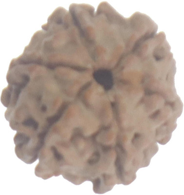 Shivtantra 6 Mukhi/ Six Face Natural Rudraaksha with Lab Certificate Wood Pendant