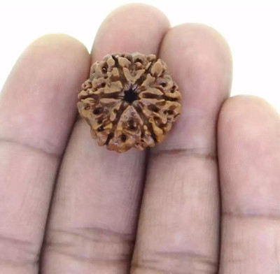 Chopra Gems Six Mukhi Rudraksha Certified/Original Rudraksh Natural 6 faced Rudraksha Brass