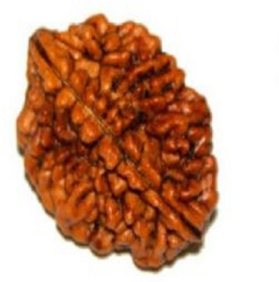 DIVINE SOUVENIRS 2 mukhi rudraksha Wood Pendant