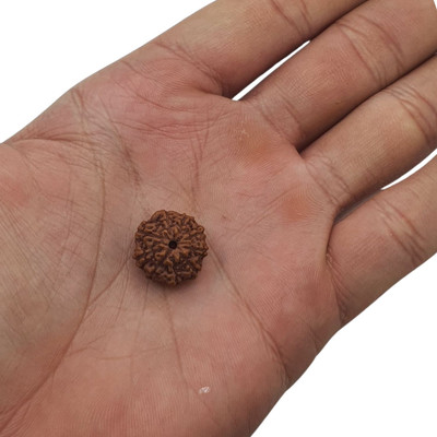 Banke Collection nine Mukhi Rudraksha with and Chain / Original Java Indonesian 9 Mukhi Beads Wood Pendant