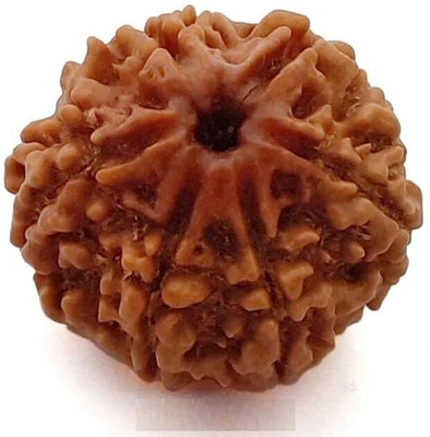 Beautum 7 Mukhi Rudraksha Seven Face Rudraksha Nepali Rudraksha Code:10 Wood Pendant