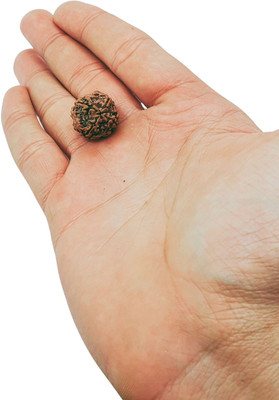 Baku Jewellery four Mukhi Rudraksha with Silver Pendant and Silver Chain / Original Nepali 4 Beads Wood Pendant