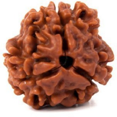 dr. shrimali & astro science Guaranteed Original 3 Mukhi Rudraksha With Certificate Wood Pendant