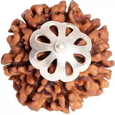 Chopra Gems Seven Mukhi Rudraksha Certified/Original 7 Mukhi Rudraksh/Natural Rudraksha Wood