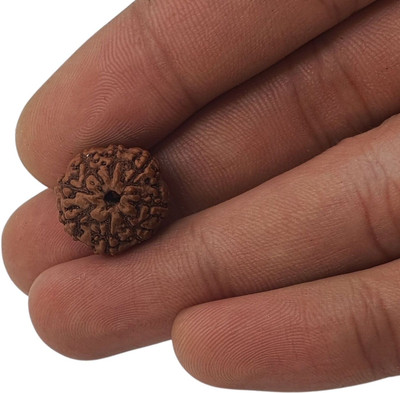 Hindustan Jewellery Brown Wood 8 Mukhi /8 Face Rudraksha with Lab Certificate for Men and Women Beads Wood Locket