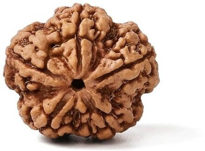 GEMSMANTRA 5 Mukhi Rudraksha Without Pendant Medium Original Nepali Natural & Lab Certified Wood